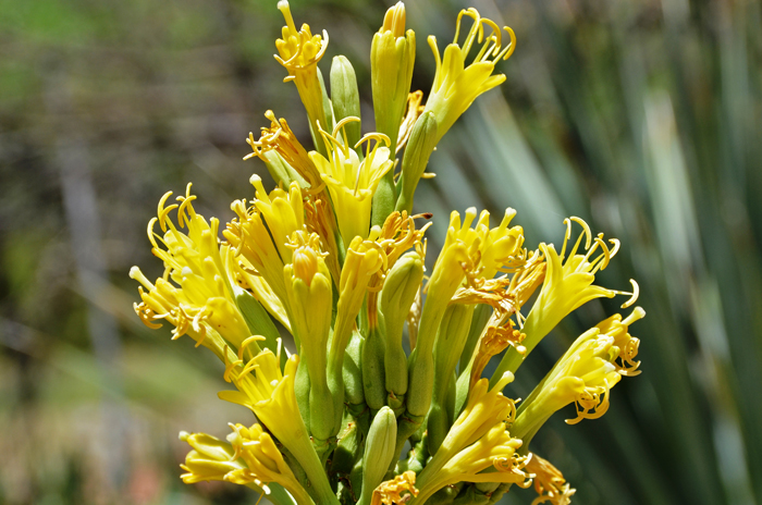 Schott's Century Plant has a thin rounded flowering stalk between 4 to 8 feet tall with beautiful yellow flowers. Agave schottii Schott's Century Plant has a thin rounded flowering stalk between 4 to 8 feet tall with beautiful yellow flowers. Agave schottii